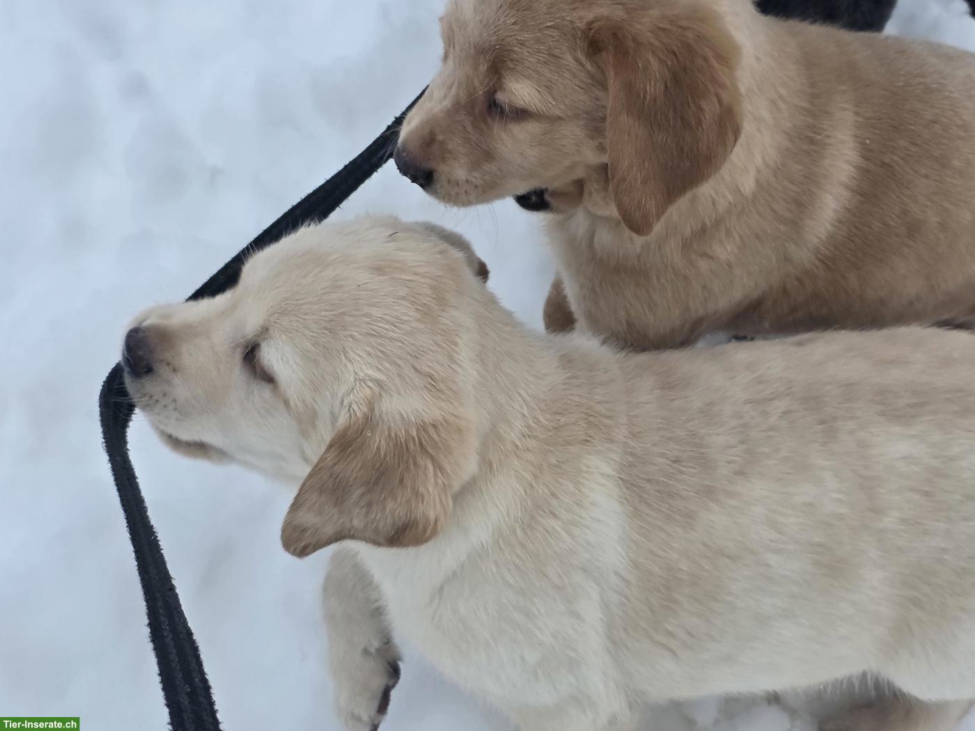 Bild 9: Reinrassige Labrador Welpen Blond, Blue-merle, schwarz/silver