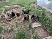 8 Hennen: Zwerg-Bielefelder, -Barnefelder, -Wyandotten, -Marans