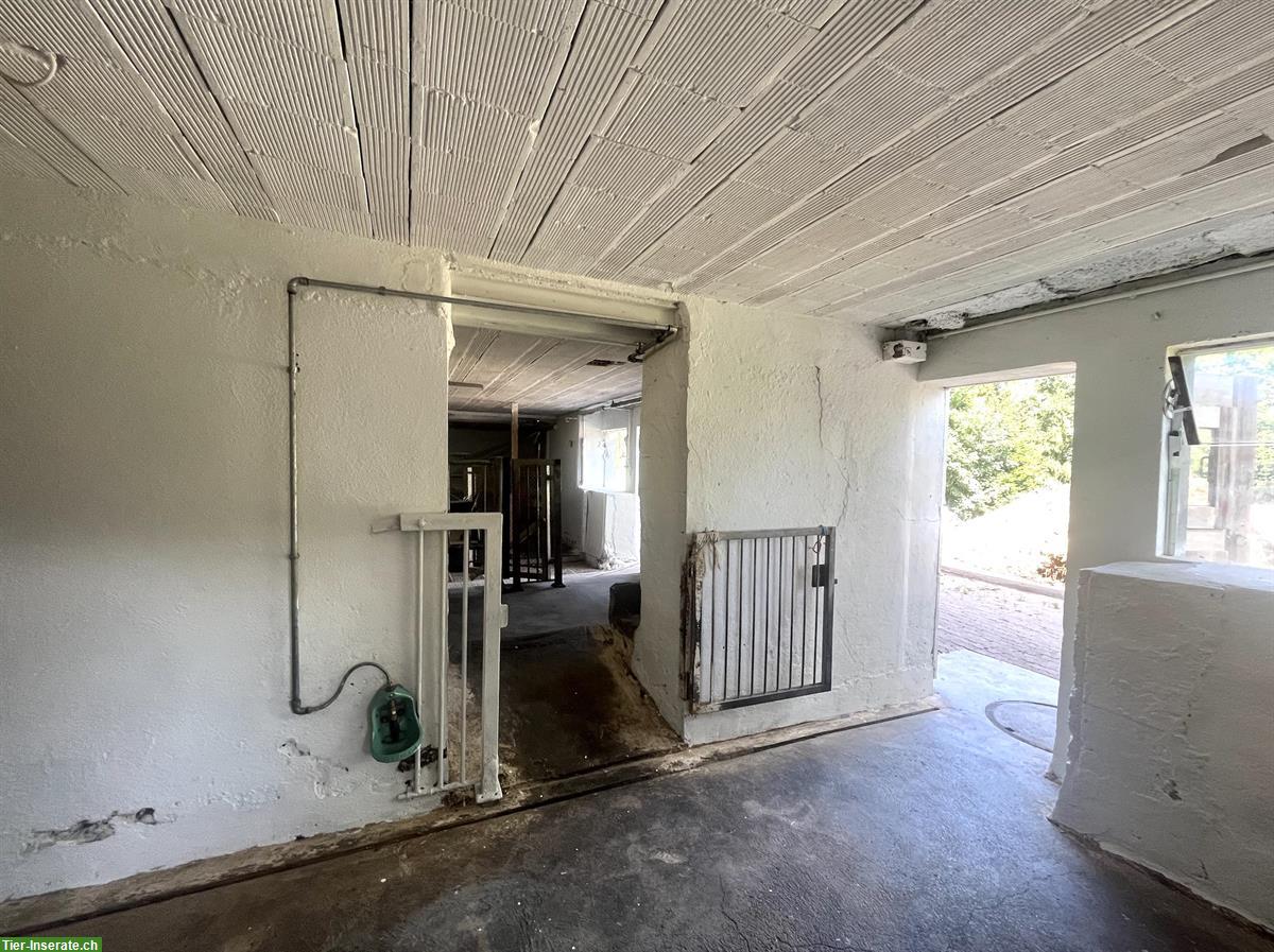 Bild 3: Selbstversorgerstall für Alpakas, Ziegen, etc auf Bio-Hof, Kanton Zug