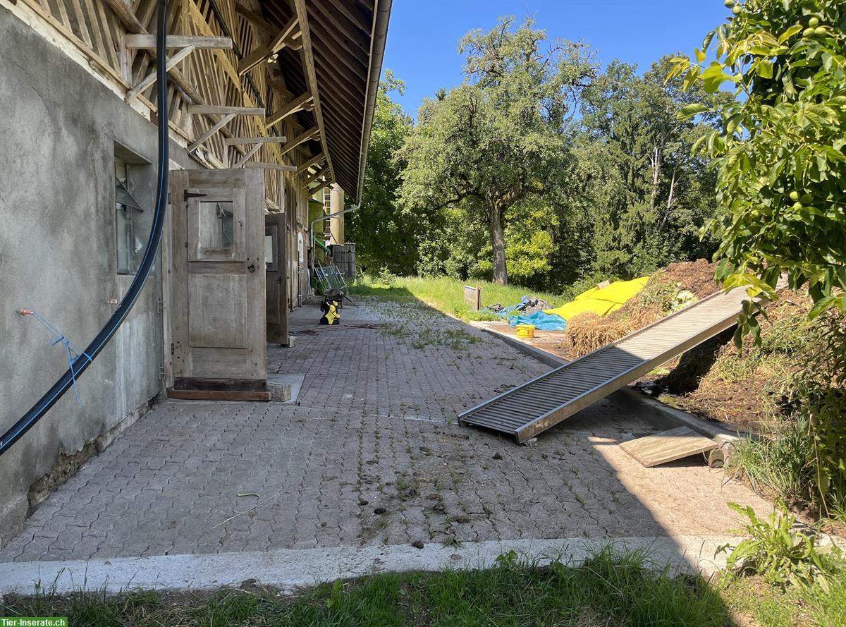 Bild 8: Selbstversorgerstall für Alpakas, Ziegen, etc auf Bio-Hof, Kanton Zug