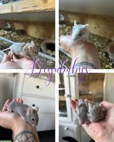 Hübsche Degu Babys Mädels zur Abgabe