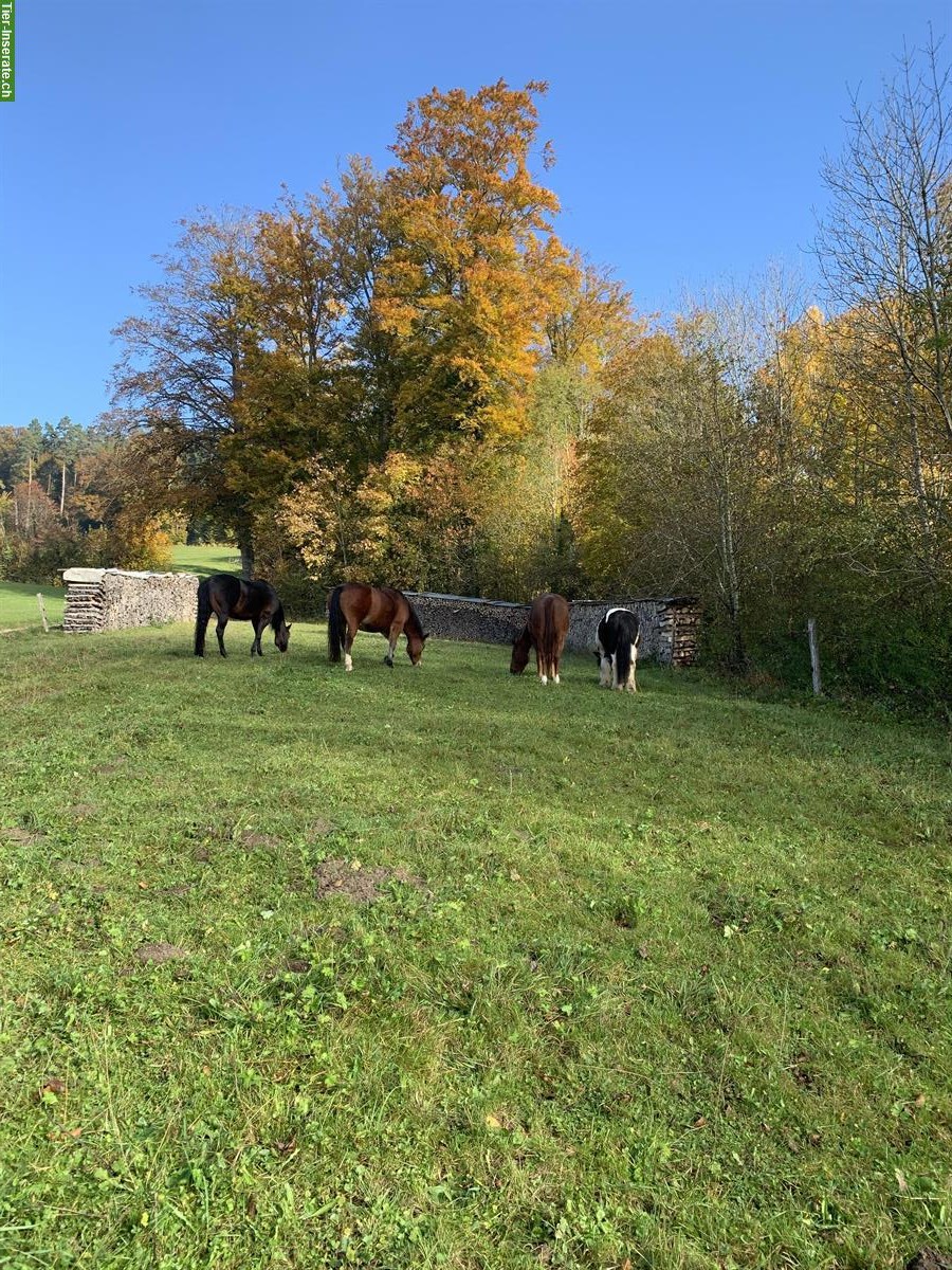 Freier Offenstallplatz auf Biohof Eidberg, ausserhalb Winterthur Seen