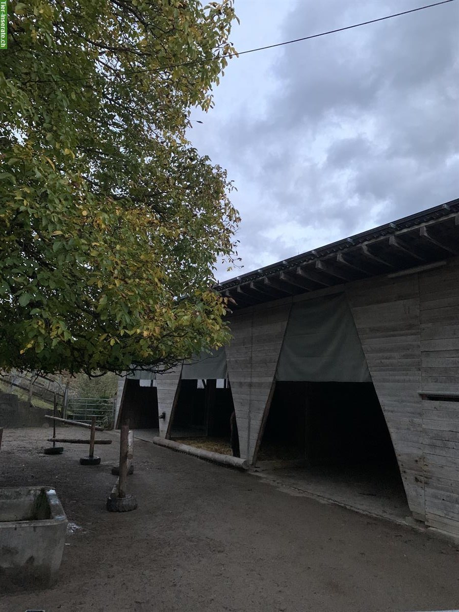 Bild 2: Freier Offenstallplatz auf Biohof Eidberg, ausserhalb Winterthur Seen