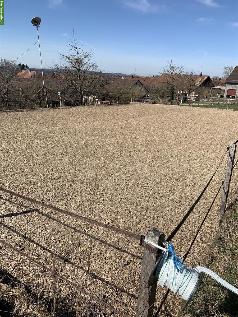 Bild 3: Freier Offenstallplatz auf Biohof Eidberg, ausserhalb Winterthur Seen