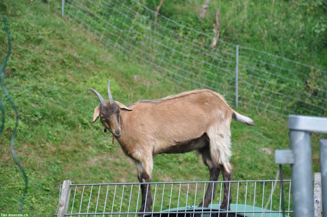 Handzahme Steifelgeiss Gitzi (1/2025) zu verkaufen