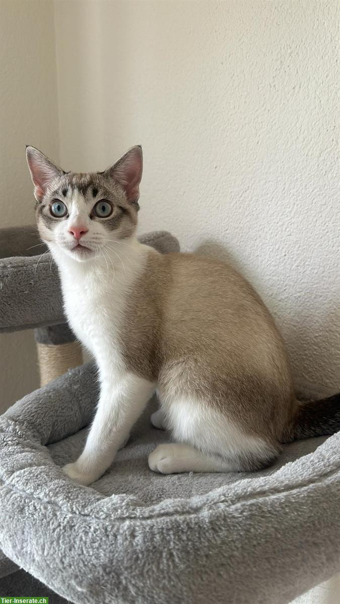 4 Katzen wegen zügeln ab sofort zu verkaufen
