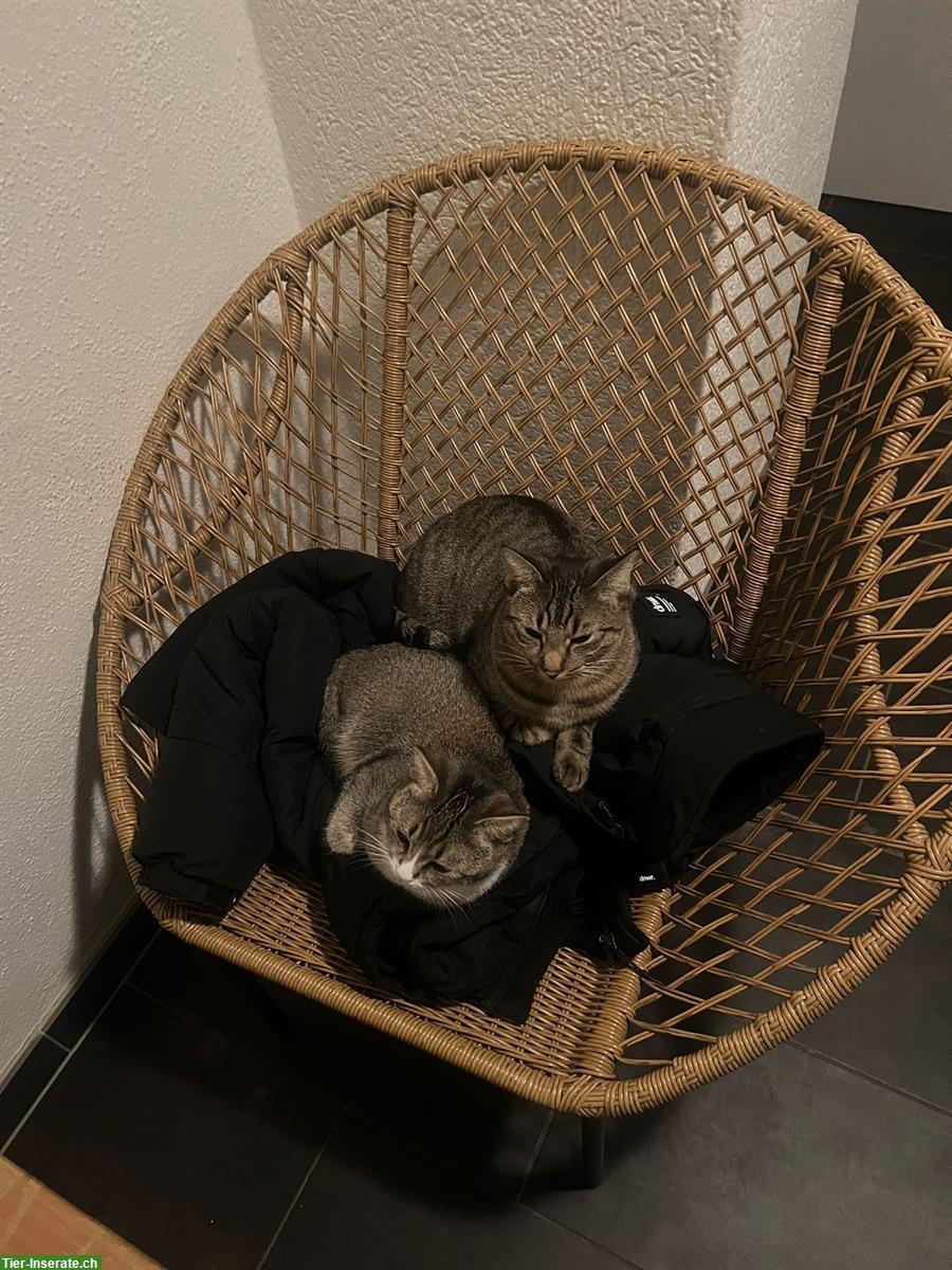 Bild 2: 4 Katzen wegen zügeln ab sofort zu verkaufen