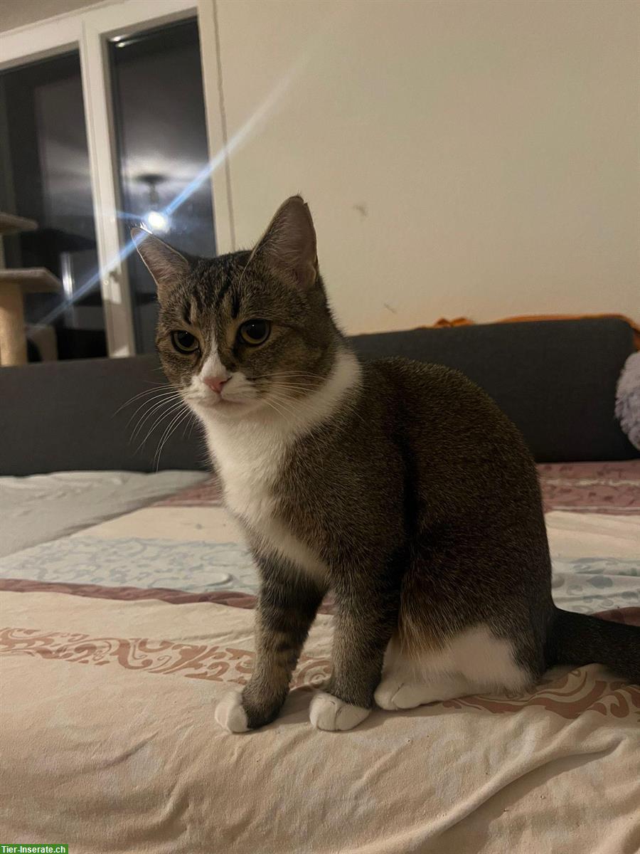 Bild 3: 4 Katzen wegen zügeln ab sofort zu verkaufen