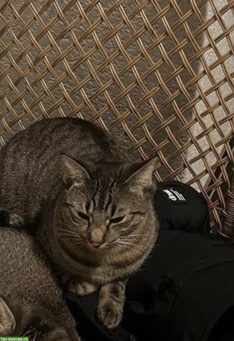 Bild 4: 4 Katzen und 3 Katzenbabys wegen zügeln ab sofort zu verkaufen