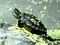 Chrysemys picta dorsalis Zierschildkröten Nachzuchten