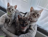 3 herzensliebe BKH Kitten suchen ein Zuhause