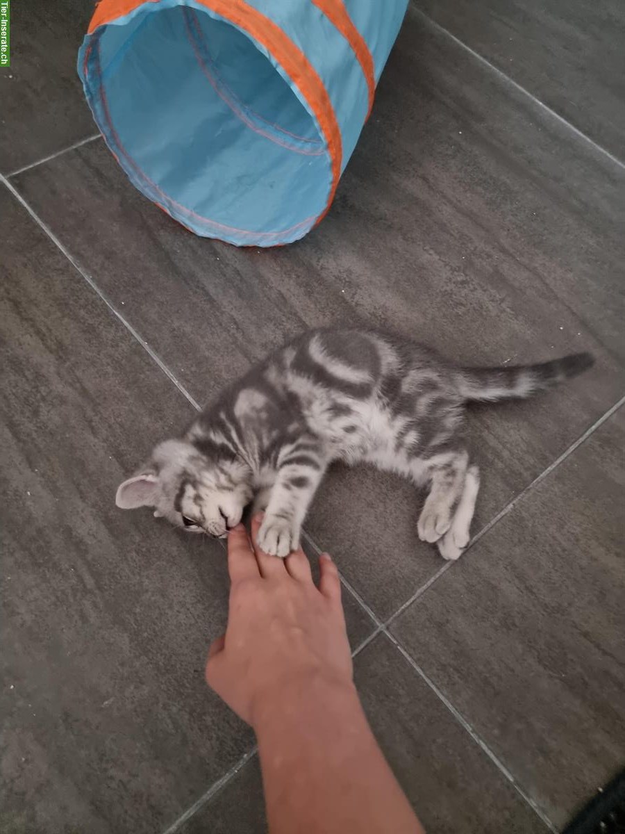 Bild 10: 3 herzensliebe BKH Kitten suchen ein Zuhause