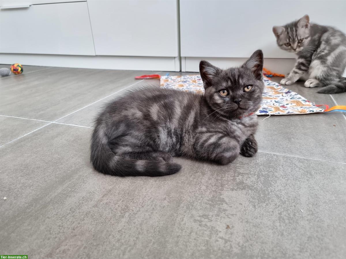 Bild 2: 3 herzensliebe BKH Kitten suchen ein Zuhause