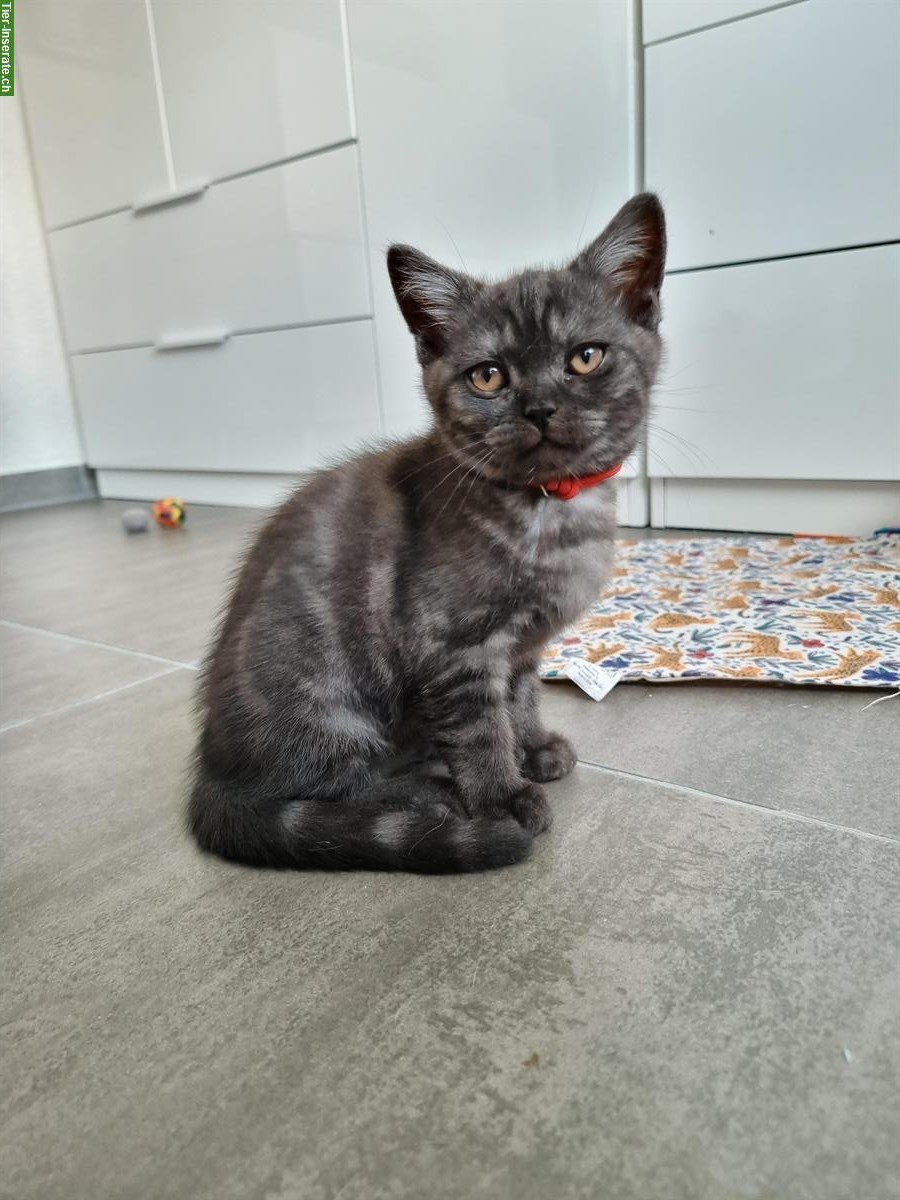Bild 3: 3 herzensliebe BKH Kitten suchen ein Zuhause