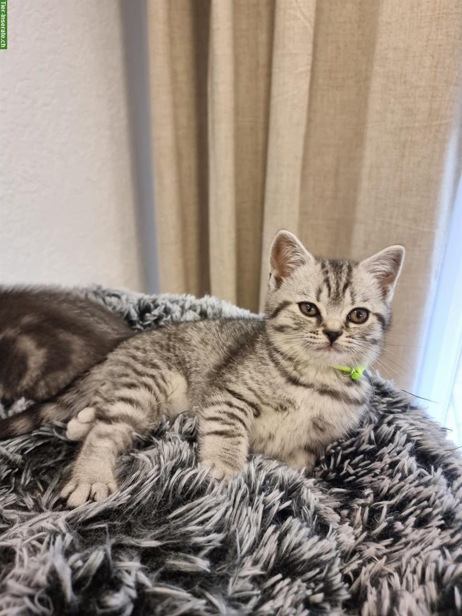Bild 4: 3 herzensliebe BKH Kitten suchen ein Zuhause