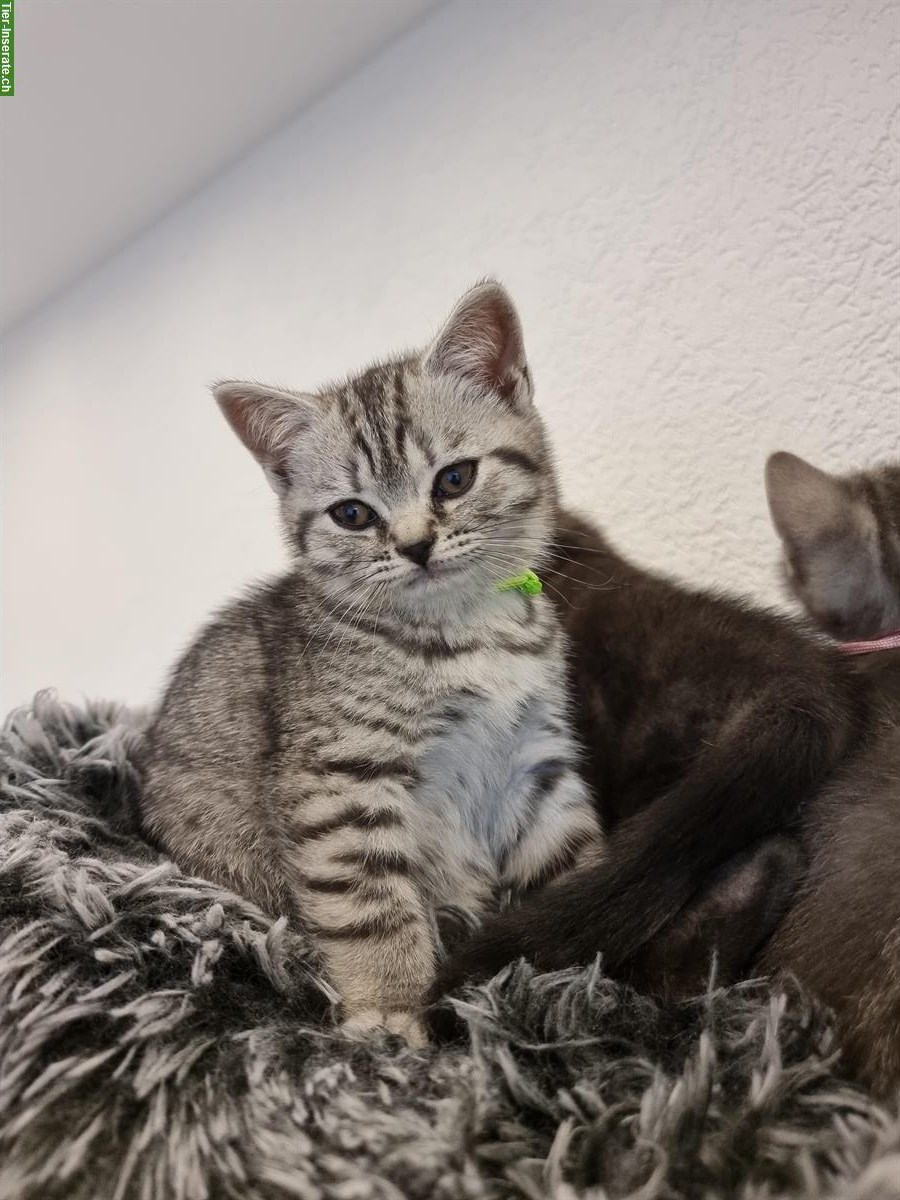 Bild 5: 3 herzensliebe BKH Kitten suchen ein Zuhause