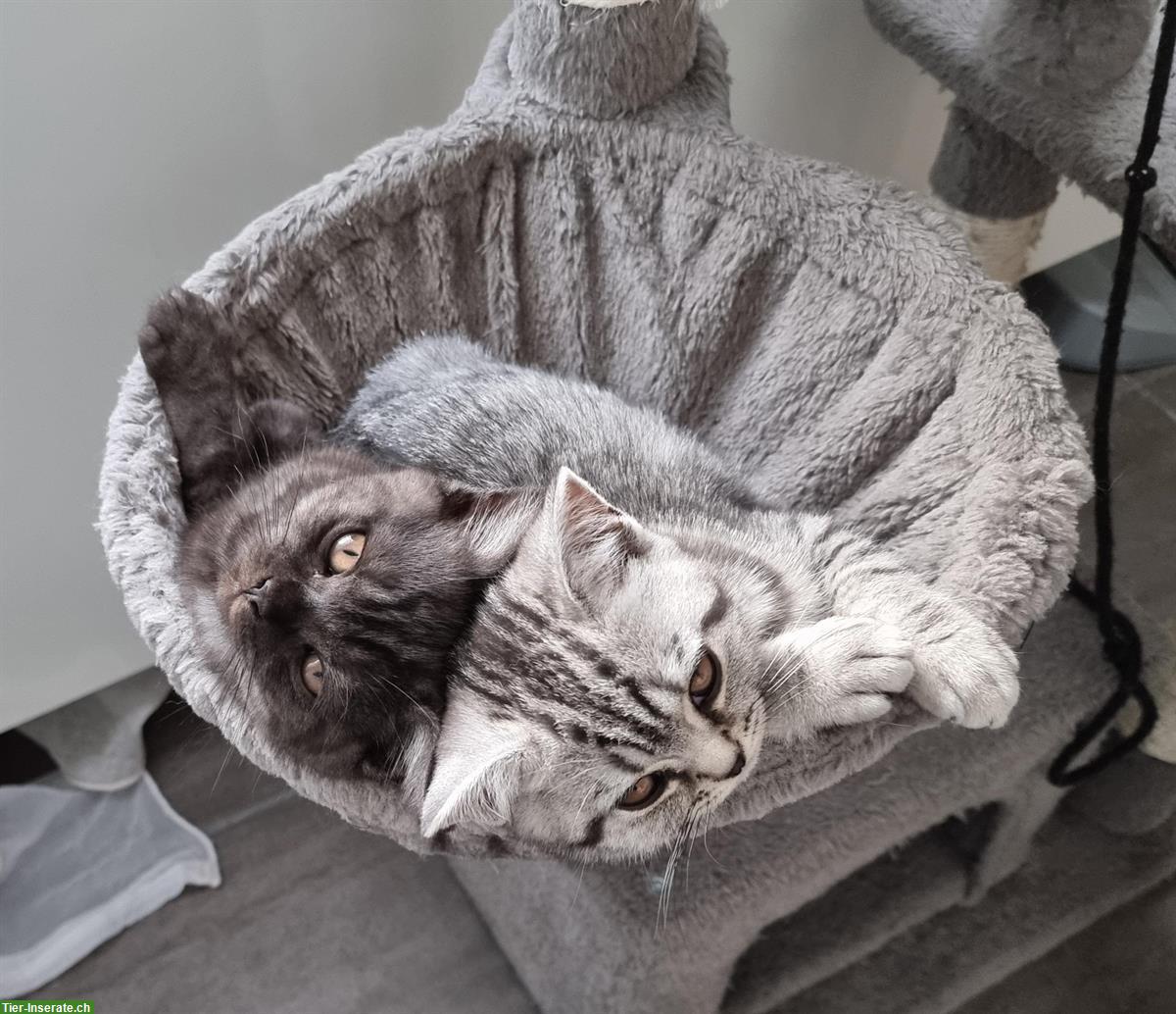 Bild 6: 3 herzensliebe BKH Kitten suchen ein Zuhause