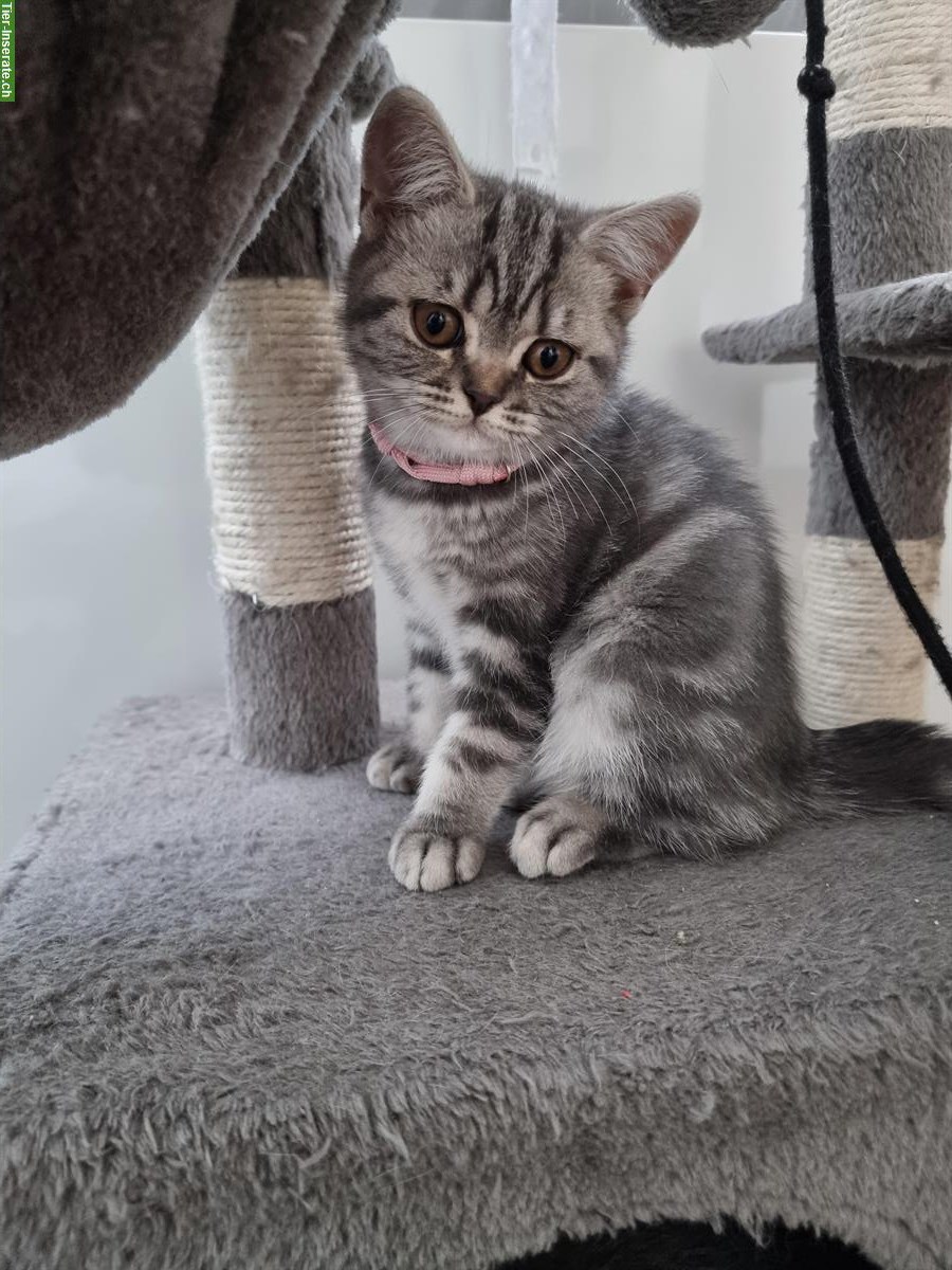 Bild 7: 3 herzensliebe BKH Kitten suchen ein Zuhause