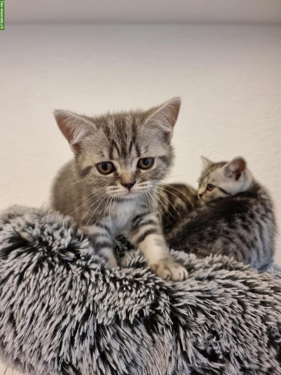 Bild 8: 3 herzensliebe BKH Kitten suchen ein Zuhause