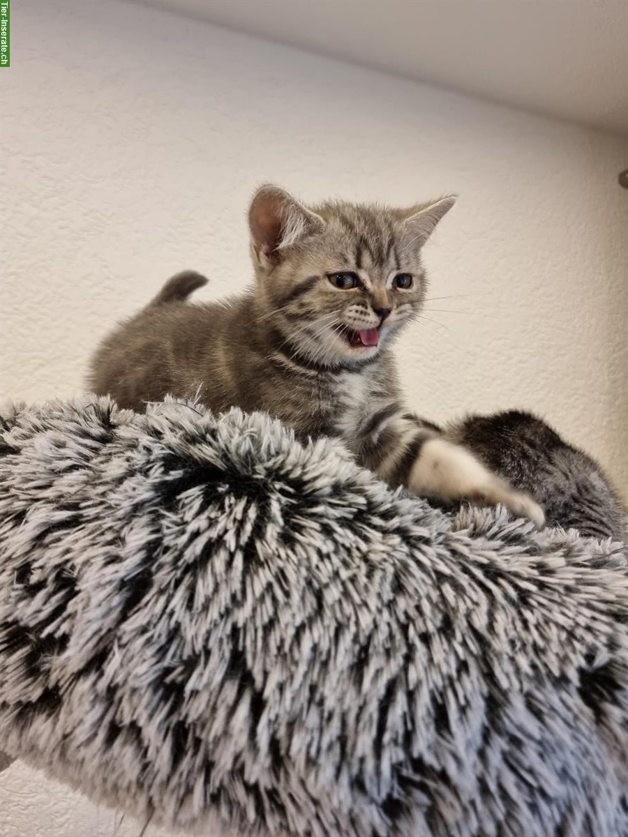 Bild 9: 3 herzensliebe BKH Kitten suchen ein Zuhause