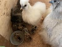 Seidenhuhn Küken zu verkaufen
