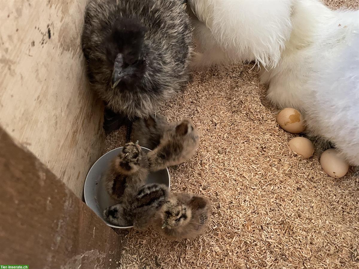 Bild 2: Seidenhuhn Küken zu verkaufen
