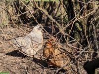 Seidenhühner Mischlinge zu verkaufen