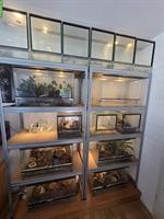 Diverse Glasterrarien inkl. Regal zu verkaufen