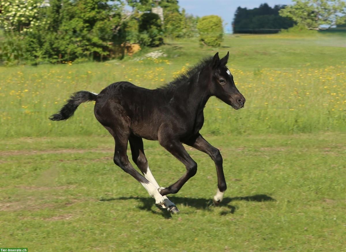 Connemara X Mustang Stutfohlen - Kleinpferd für Freizeit & Sport