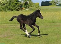 Connemara X Mustang Stutfohlen - Kleinpferd für Freizeit & Sport