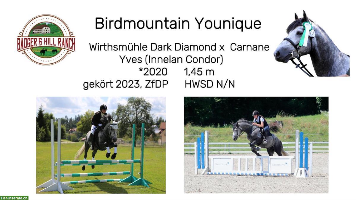 Bild 10: Connemara X Mustang Stutfohlen - Kleinpferd für Freizeit & Sport