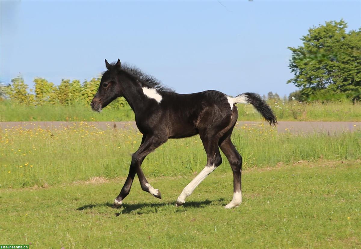 Bild 2: Connemara X Mustang Stutfohlen - Kleinpferd für Freizeit & Sport