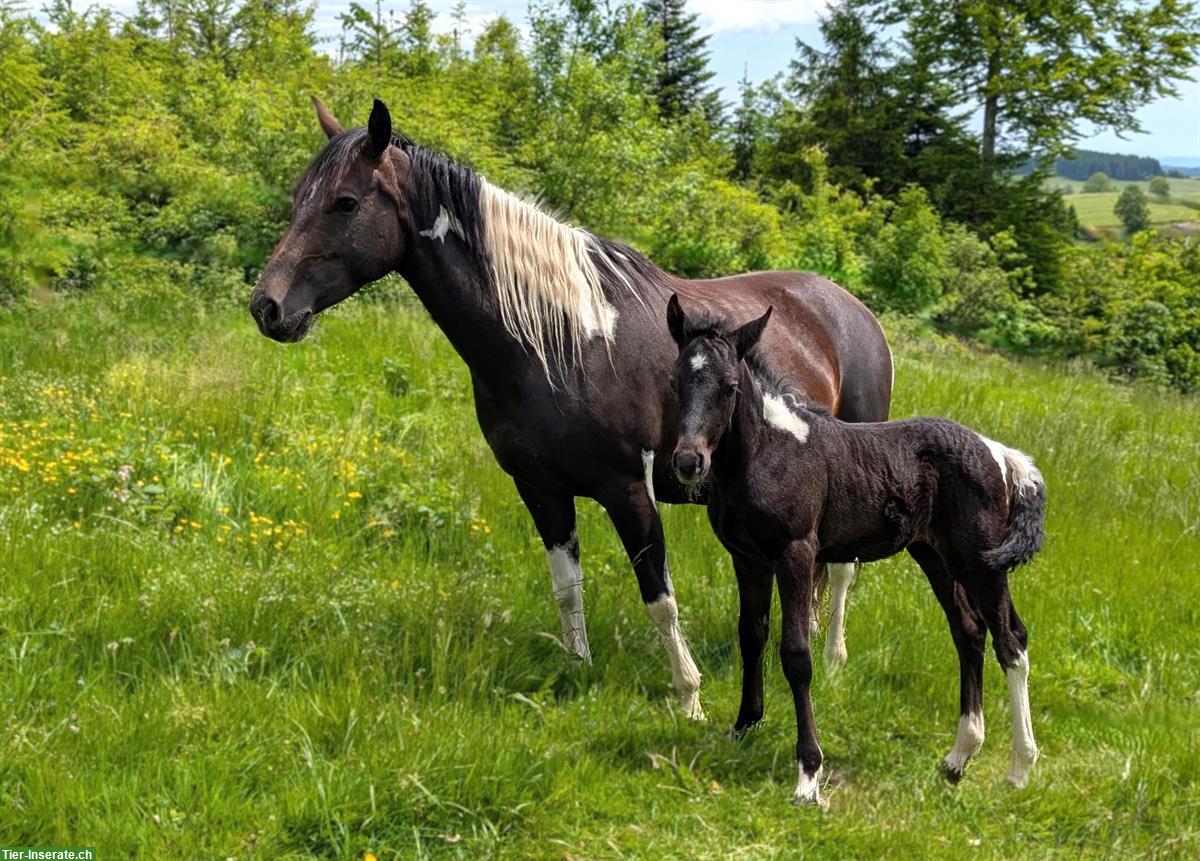 Bild 3: Connemara X Mustang Stutfohlen - Kleinpferd für Freizeit & Sport