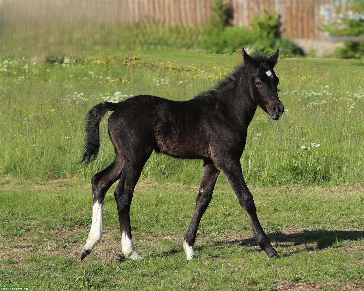 Bild 4: Connemara X Mustang Stutfohlen - Kleinpferd für Freizeit & Sport