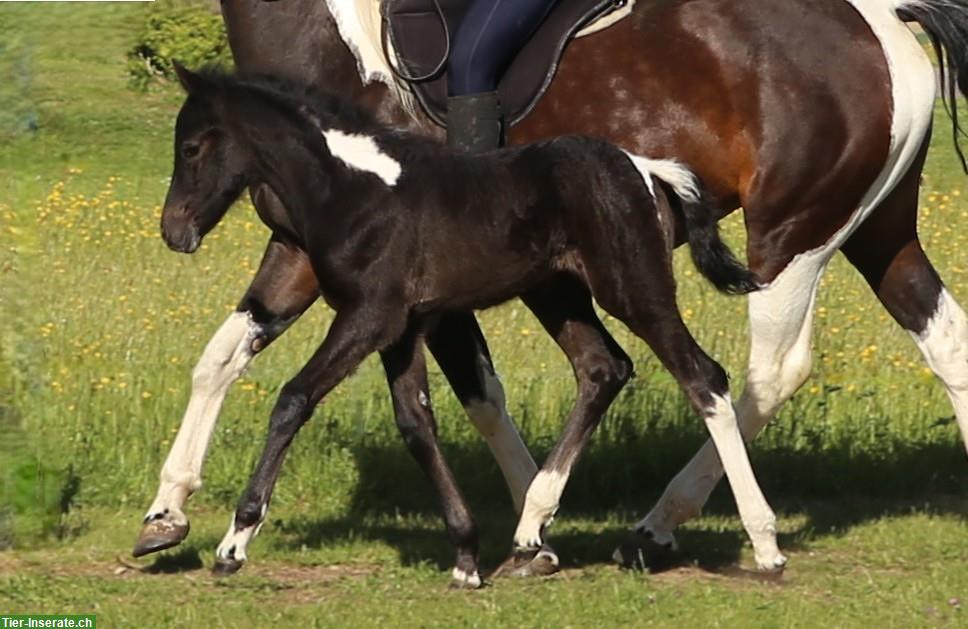 Bild 5: Connemara X Mustang Stutfohlen - Kleinpferd für Freizeit & Sport