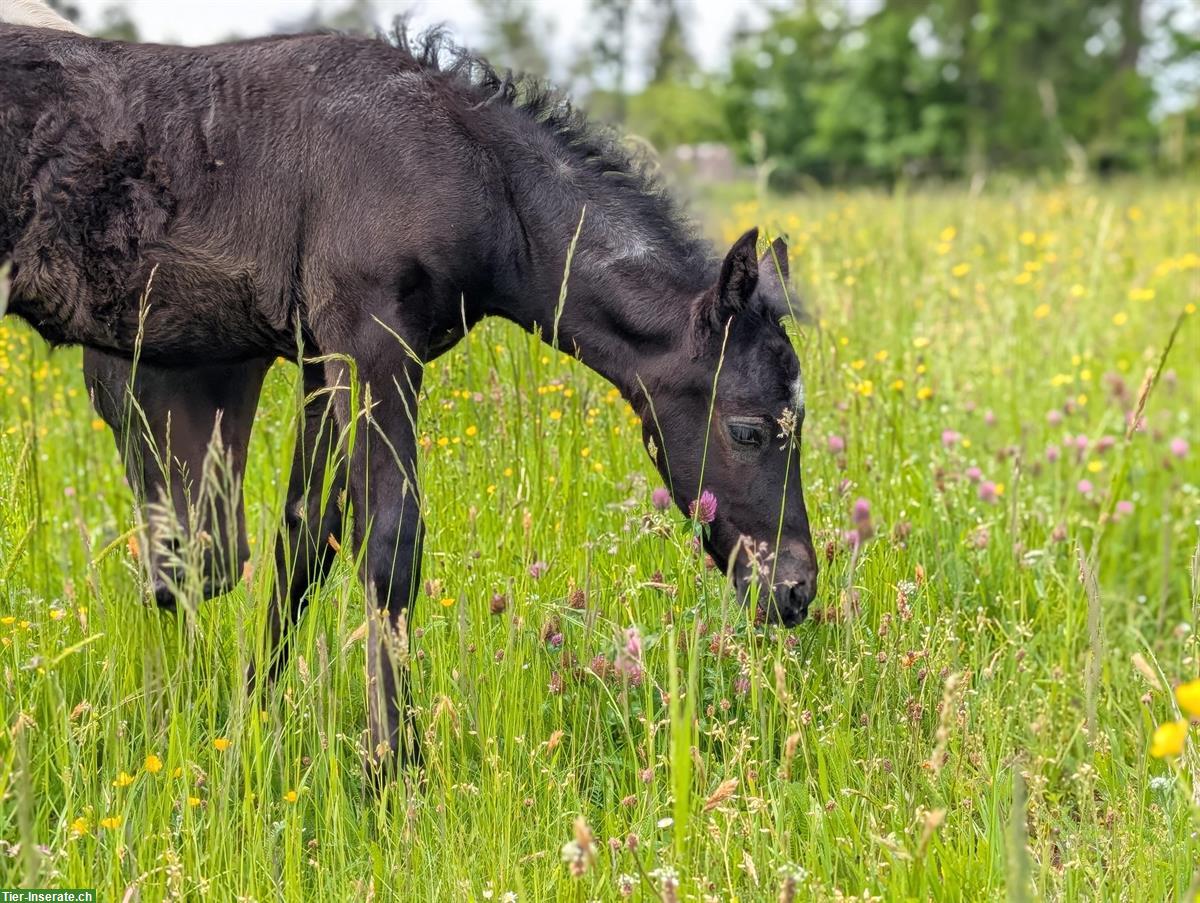 Bild 6: Connemara X Mustang Stutfohlen - Kleinpferd für Freizeit & Sport