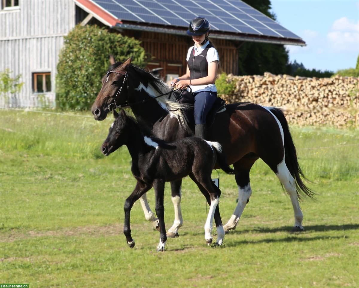 Bild 7: Connemara X Mustang Stutfohlen - Kleinpferd für Freizeit & Sport