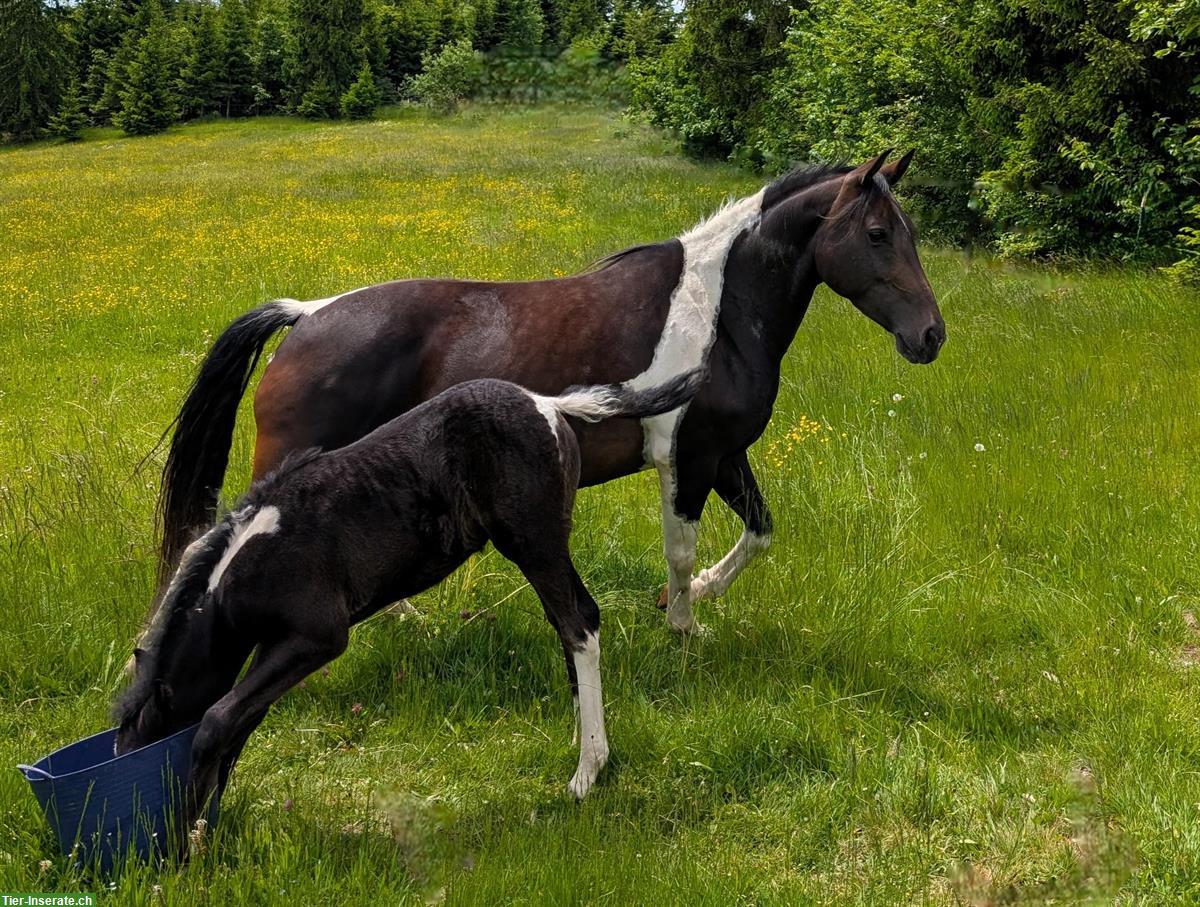 Bild 9: Connemara X Mustang Stutfohlen - Kleinpferd für Freizeit & Sport