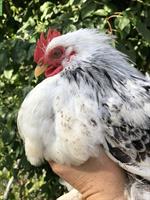 3 Zwerg-Cochin Güggeli suchen ein Zuhause