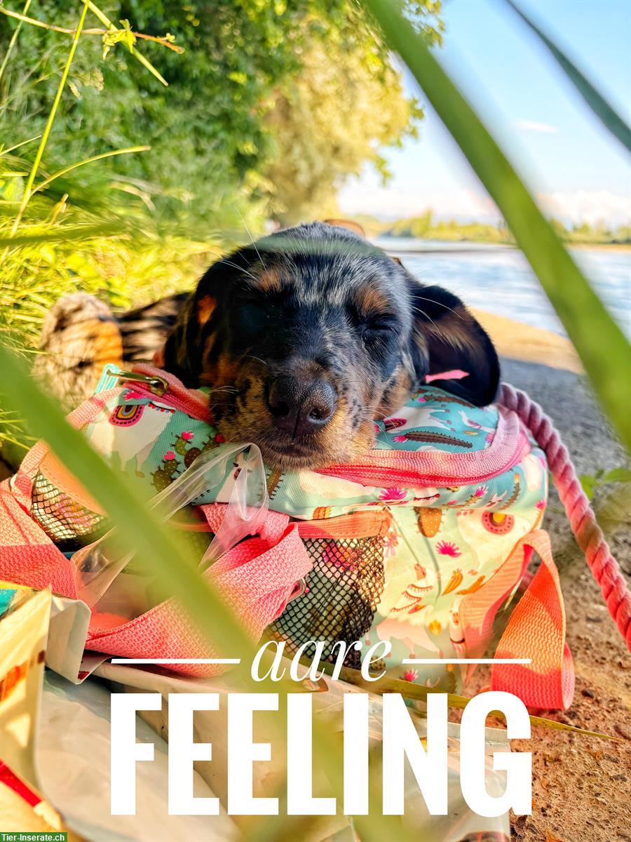 Junge Border Collie Mix Hündin