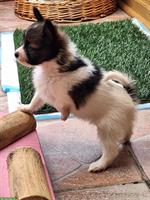 ELIO, 7-wöchiger Papillon Welpe sucht..