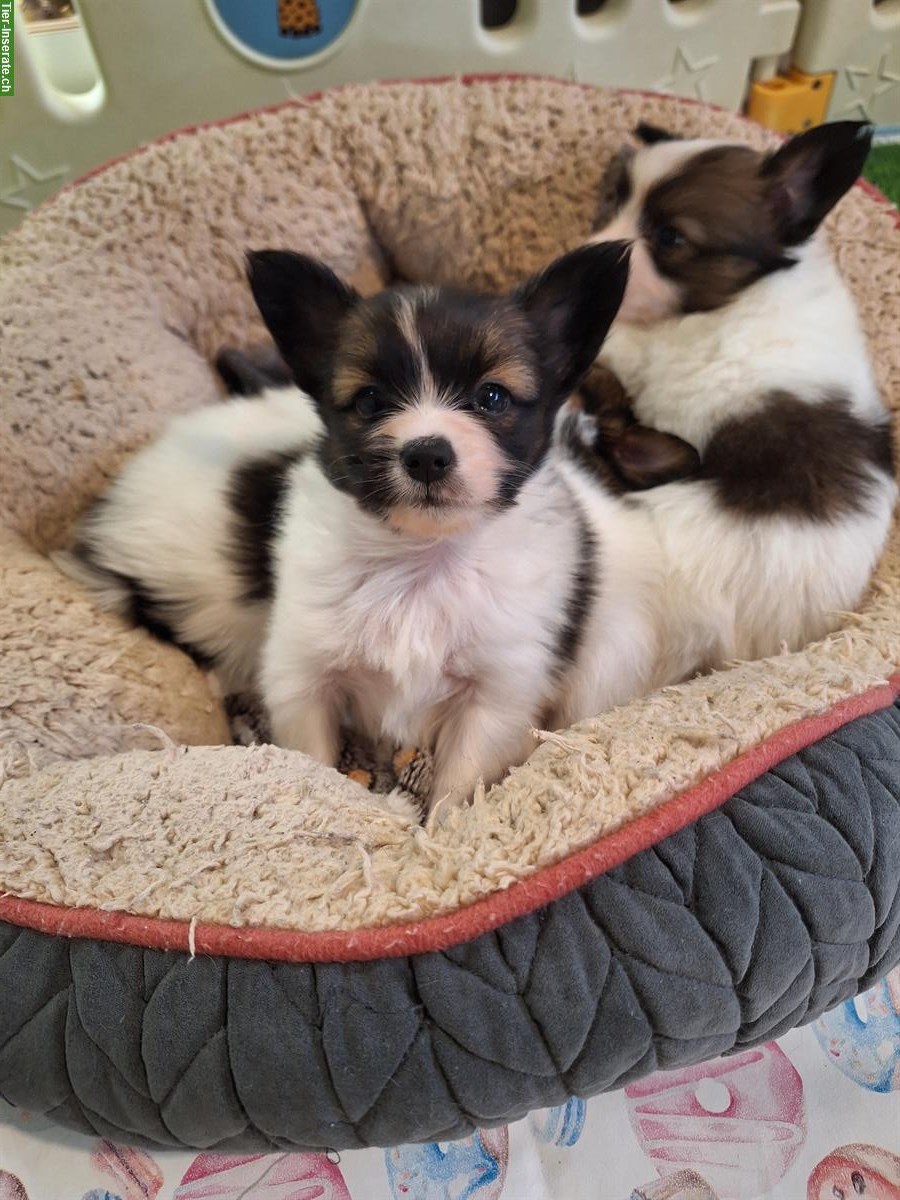 Bild 2: ELIO, 7-wöchiger Papillon Welpe sucht..