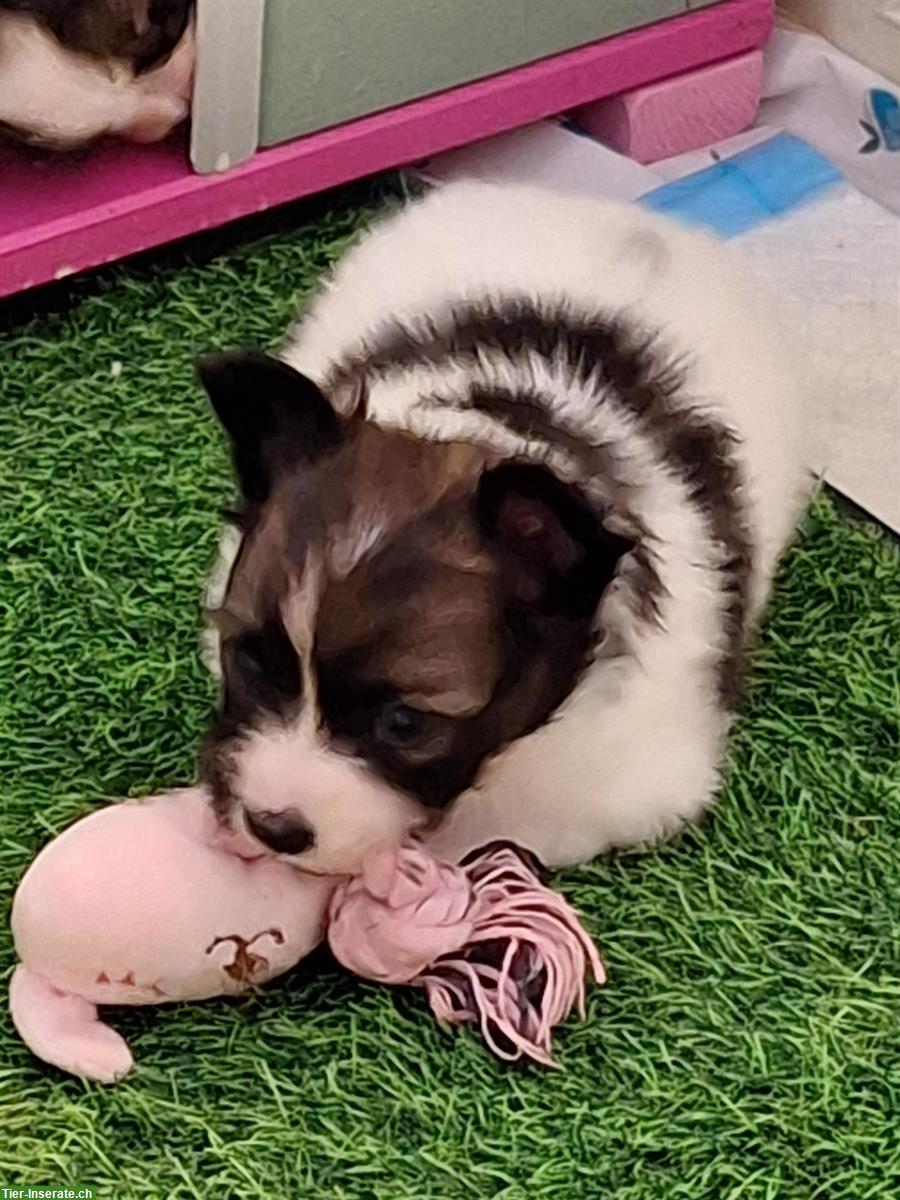 Bild 3: ELIO, 7-wöchiger Papillon Welpe sucht..