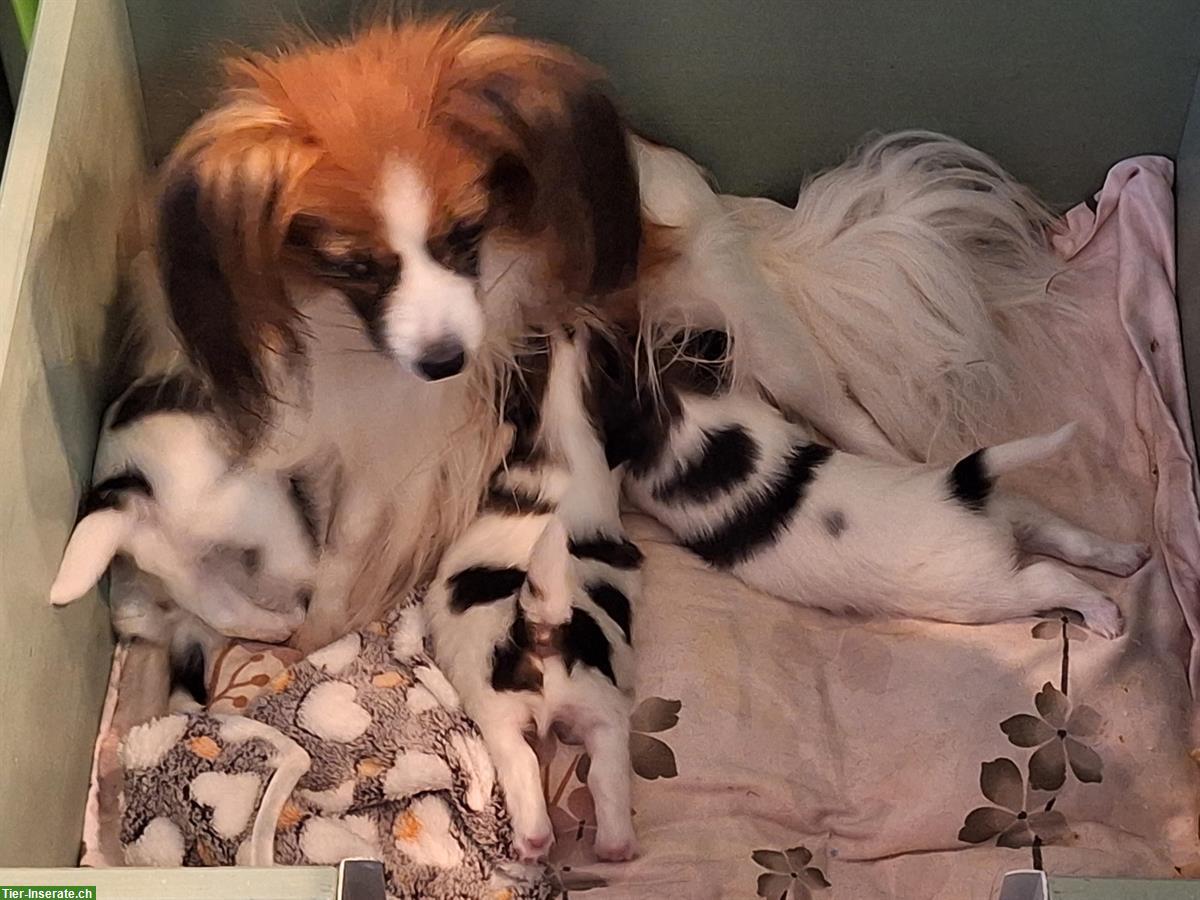 Bild 5: ELIO, 7-wöchiger Papillon Welpe sucht..