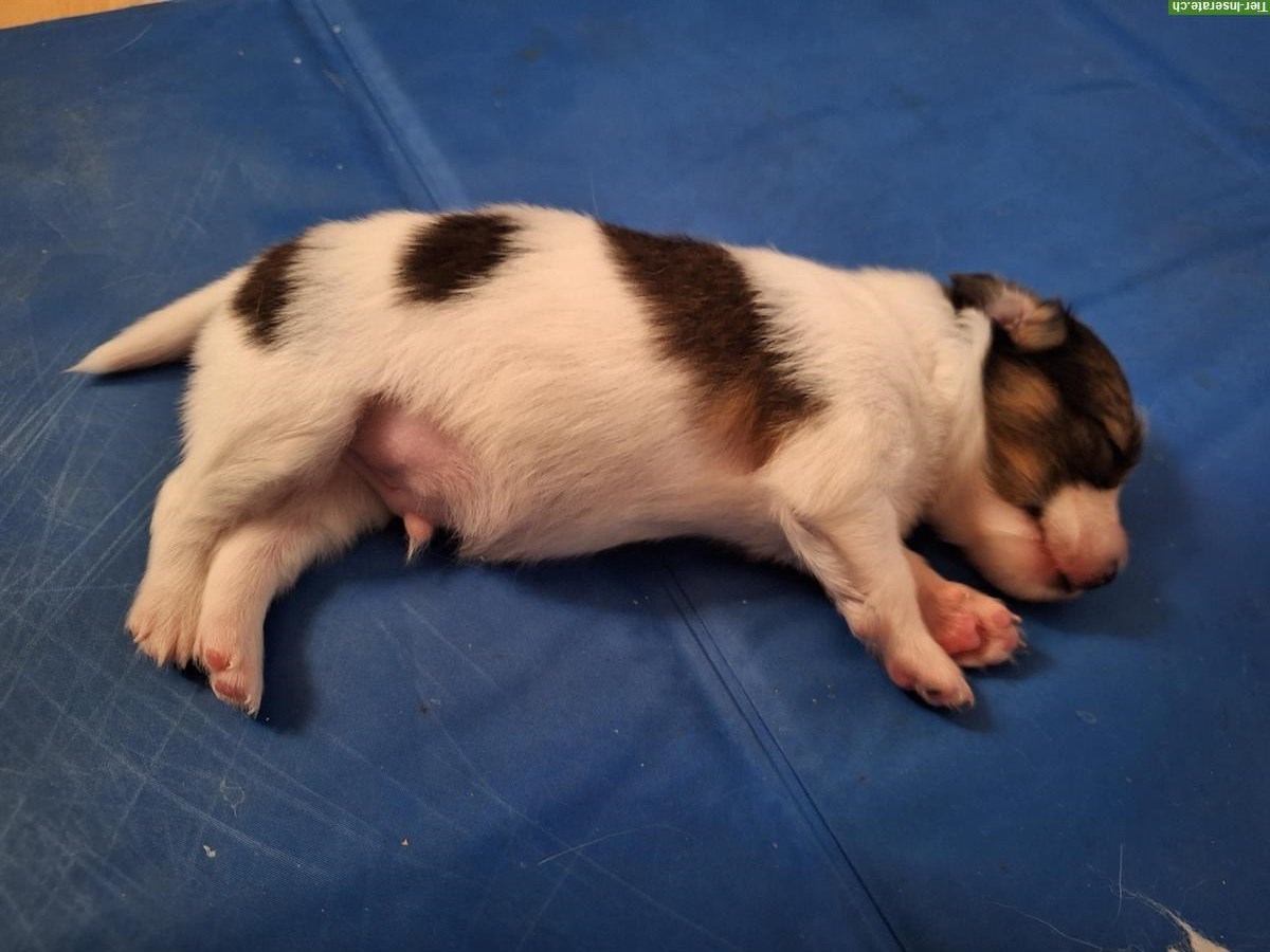Bild 6: ELIO, 7-wöchiger Papillon Welpe sucht..