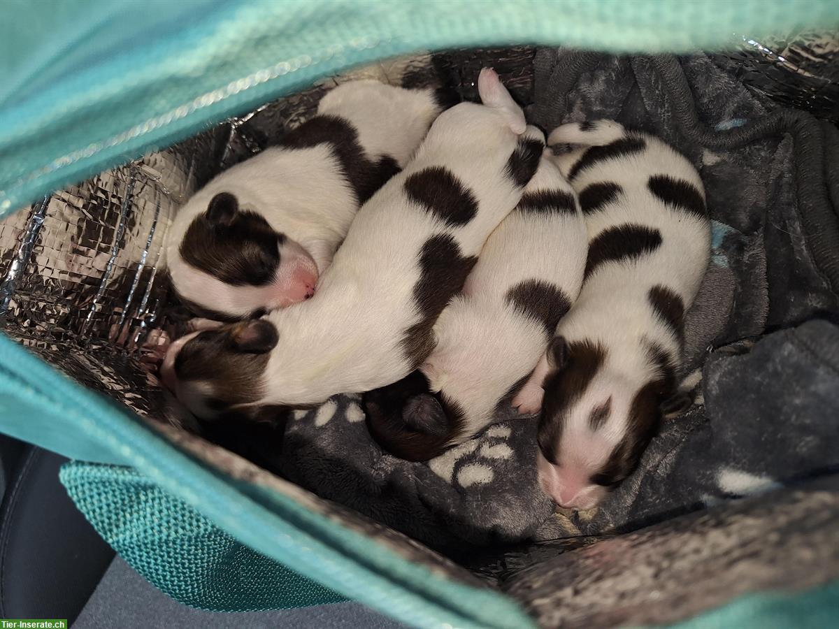 Bild 7: ELIO, 7-wöchiger Papillon Welpe sucht..