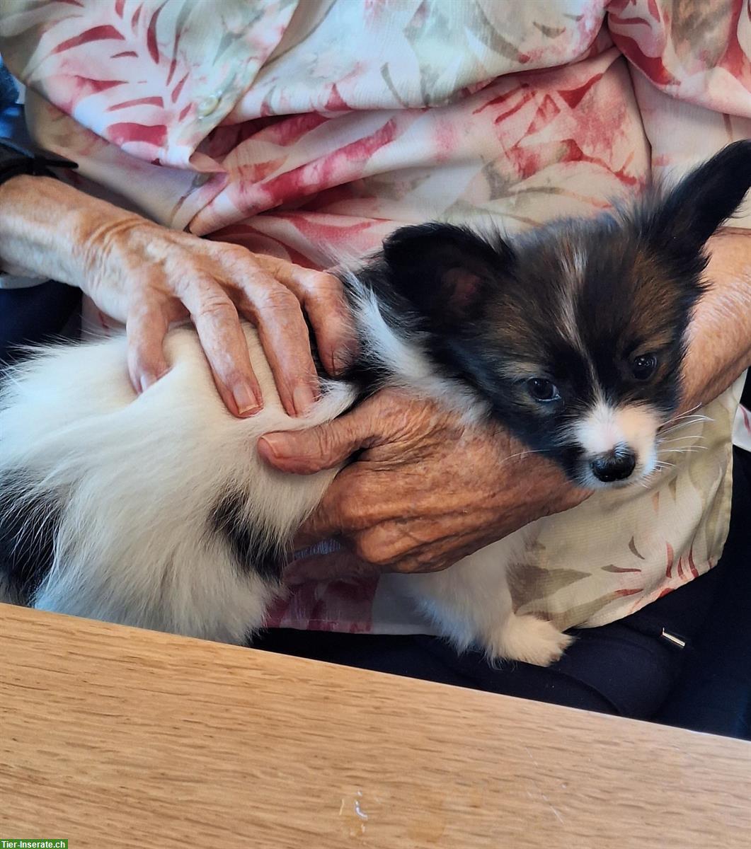 Bild 9: ELIO, 10-wöchiger Papillon Welpe sucht sein Zuhause