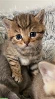 Reinrassige BKH Kitten suchen ein Zuhause
