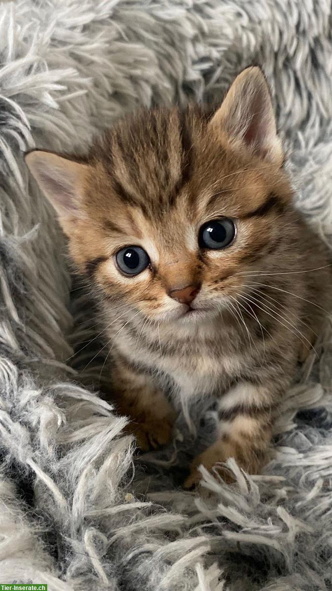 Bild 2: Reinrassige BKH Kitten suchen ein Zuhause
