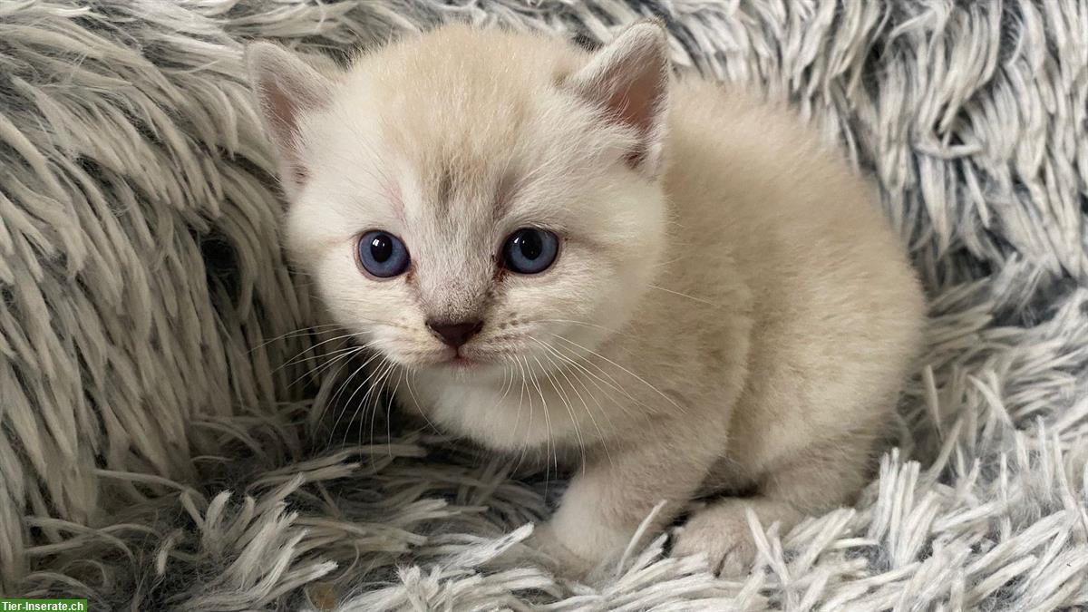 Bild 3: Reinrassige BKH Kitten suchen ein Zuhause